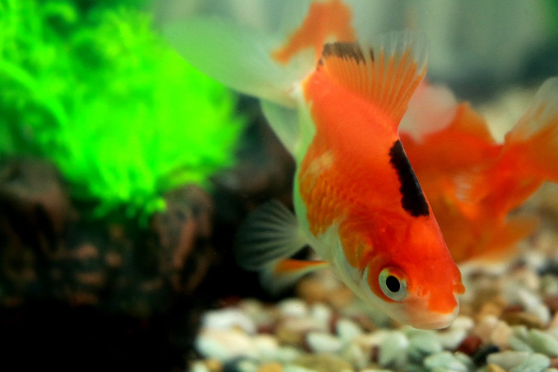 金魚が石を食べるのはなぜ飲み込んだ時の対処方法と予防方法 リリカルオアシス