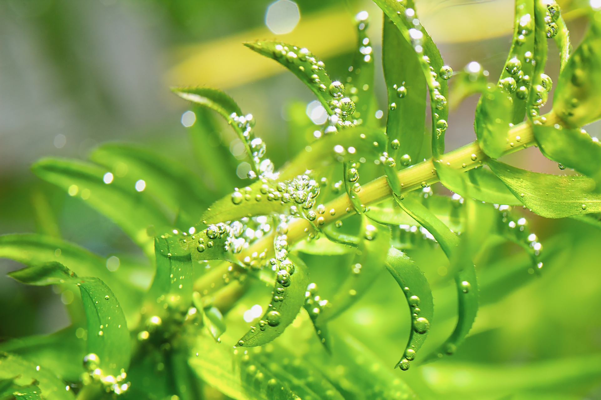 育てやすい水草代表 アナカリス の植え方 特徴 アレンジ方法 リリカルオアシス