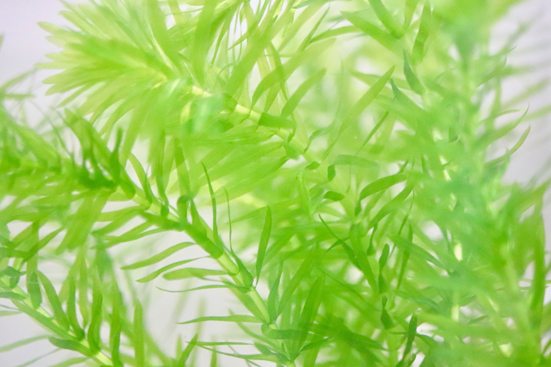 グロッソスティグマの育て方 緑の絨毯を作る方法と光量の注意点 リリカルオアシス