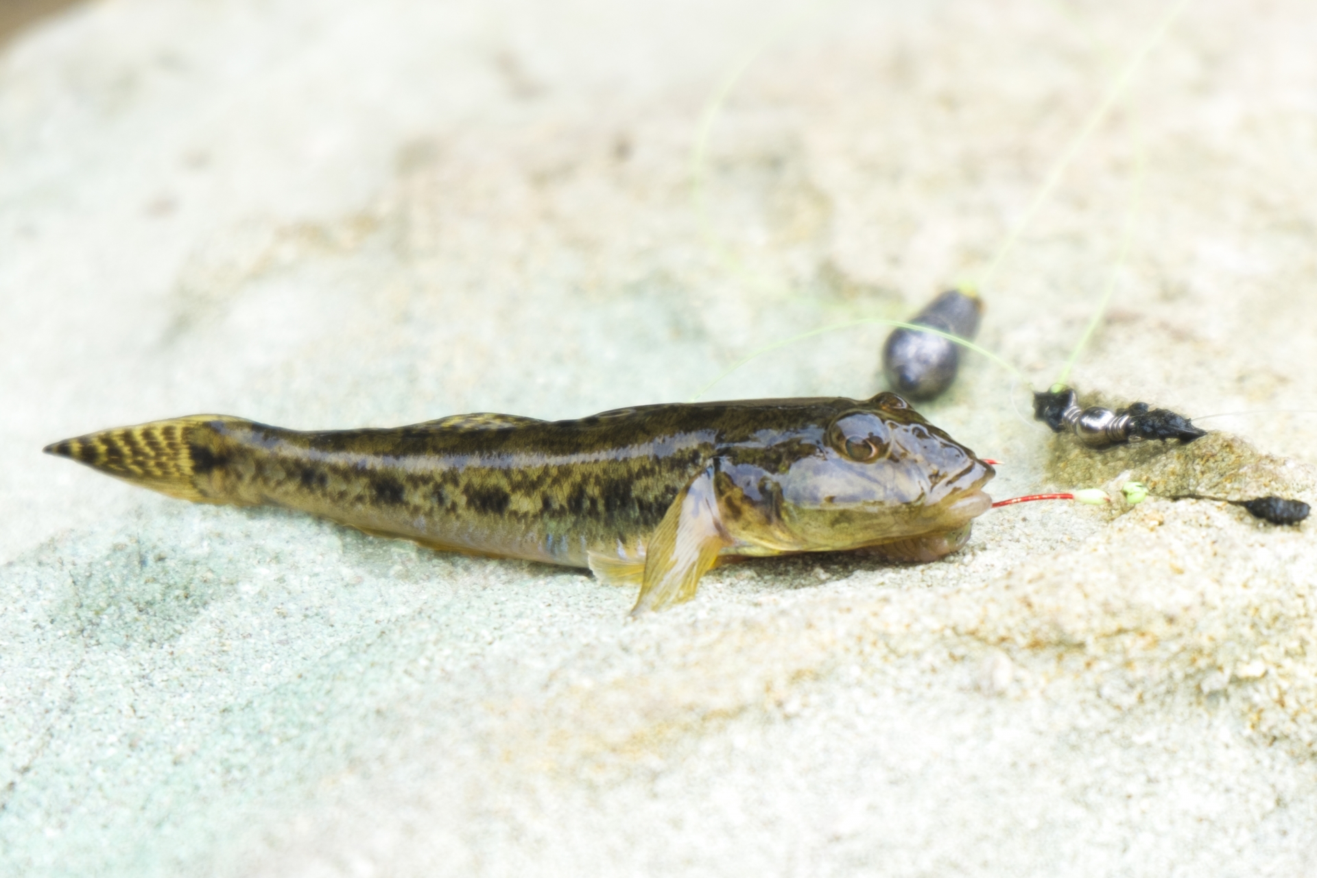 金魚が石を食べるのはなぜ飲み込んだ時の対処方法と予防方法 リリカルオアシス