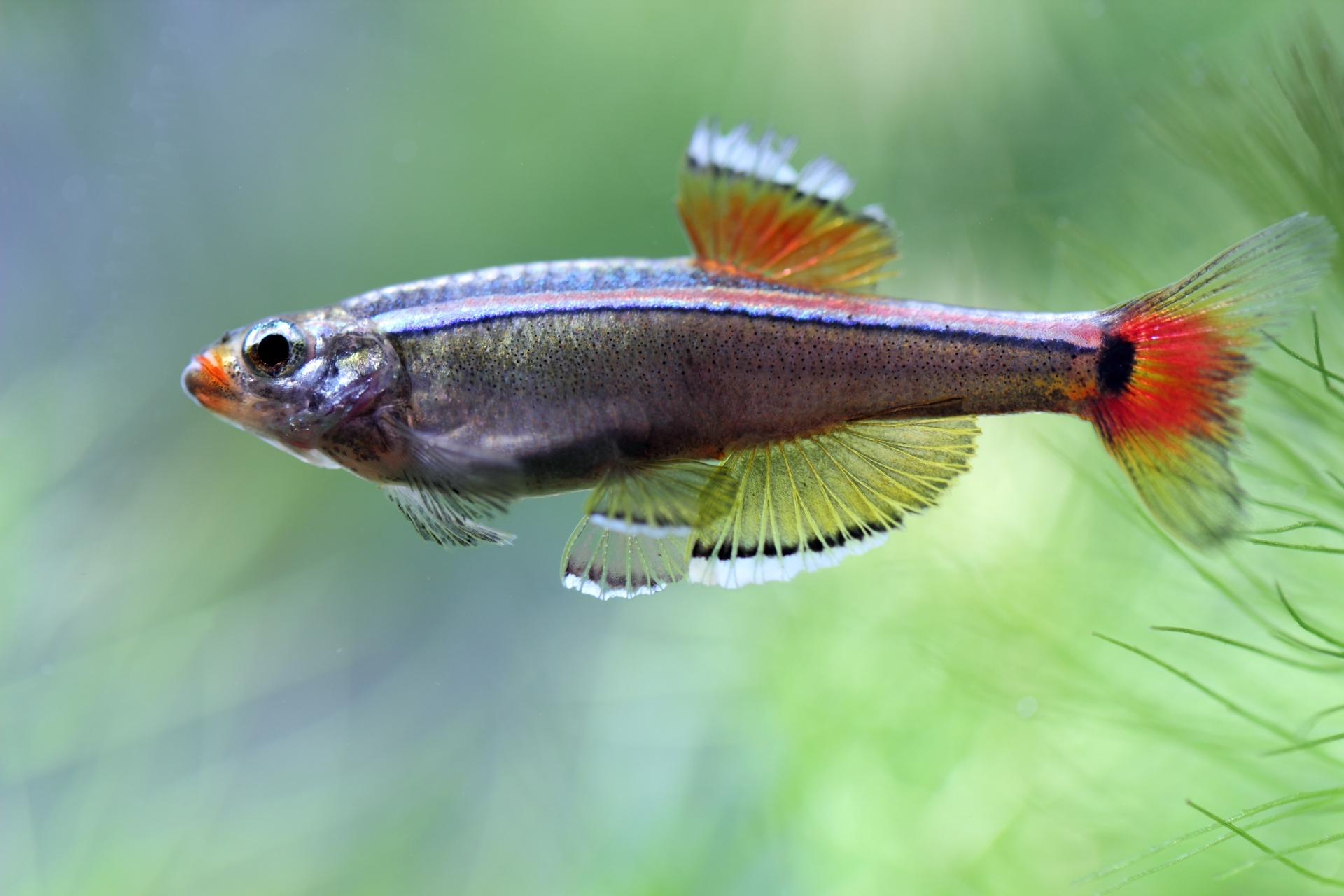 熱帯魚のネオンテトラと相性のよい混泳相手５種類の生き物を紹介 リリカルオアシス