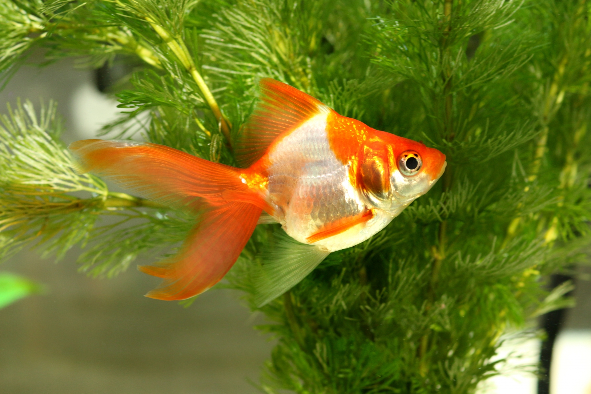 金魚が食べる水草と食べない種類 水槽内に入れる場合の注意点 リリカルオアシス